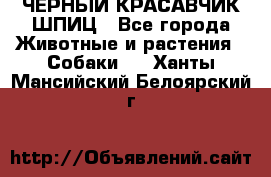 ЧЕРНЫЙ КРАСАВЧИК ШПИЦ - Все города Животные и растения » Собаки   . Ханты-Мансийский,Белоярский г.